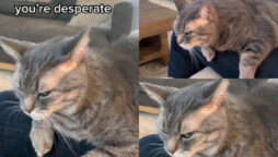 Instagram video shows cat preferring its mother above its father; Watch