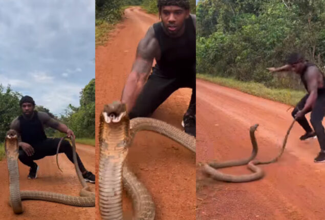 King Cobra