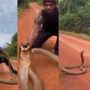 massive King Cobra pounces on a man as he lifts it; Watch