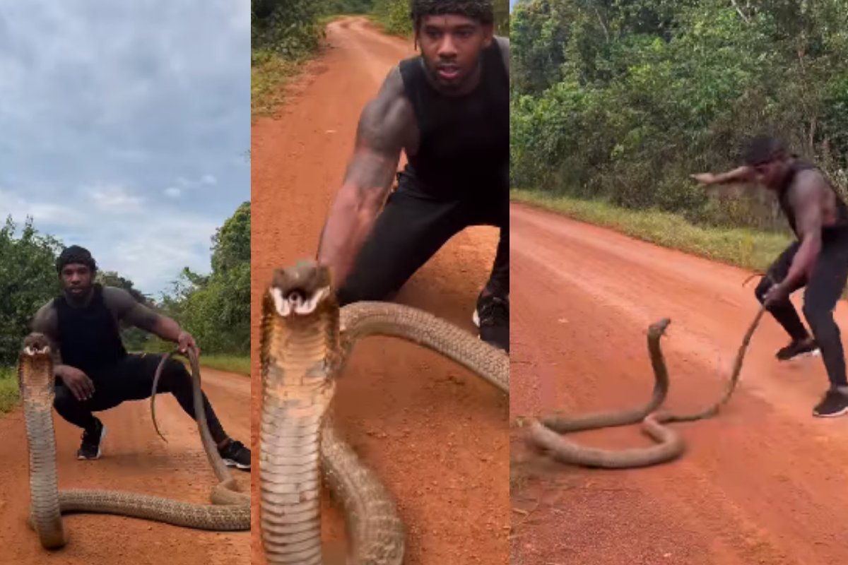 King Cobra