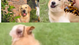 Golden Retriever playing with hair claw went viral; Watch