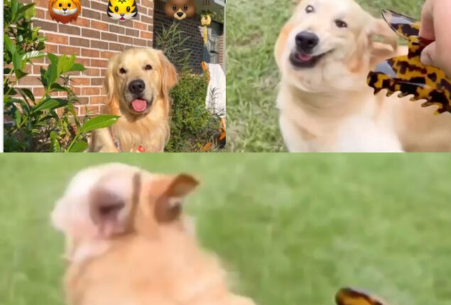 Golden Retriever playing with hair claw went viral; Watch
