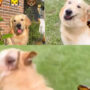 Golden Retriever playing with hair claw went viral; Watch