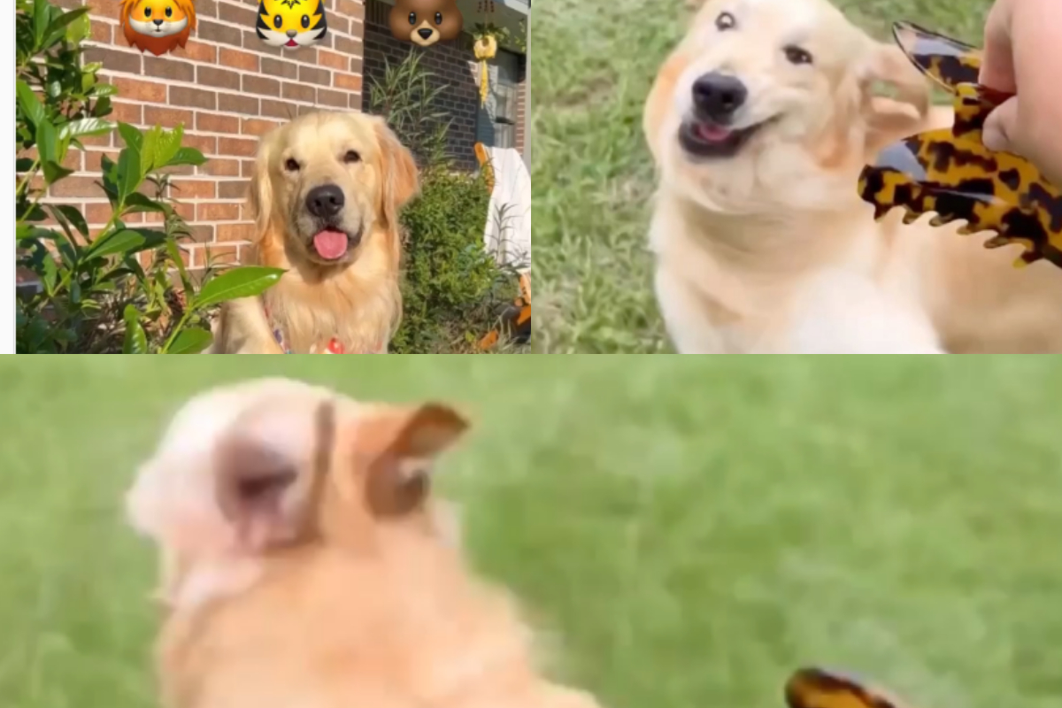 Golden Retriever hair claw