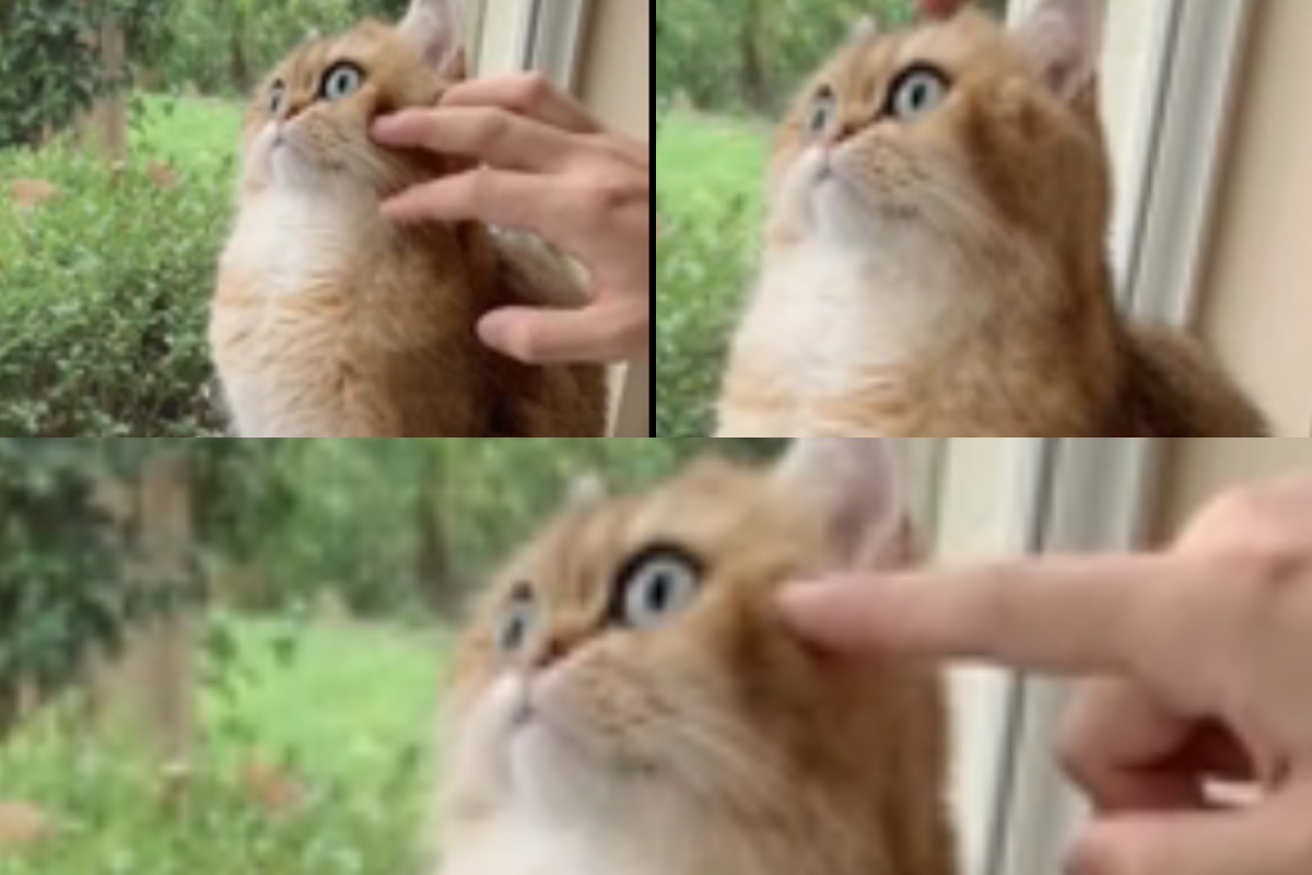 Cat poked in