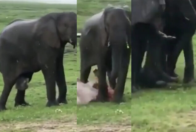 Baby elephant being born in Kenya’s Masai Mara National Park went viral