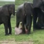 Baby elephant being born in Kenya’s Masai Mara National Park went viral