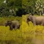 Viral Video shows mothers love when crocodile attacks baby elephant