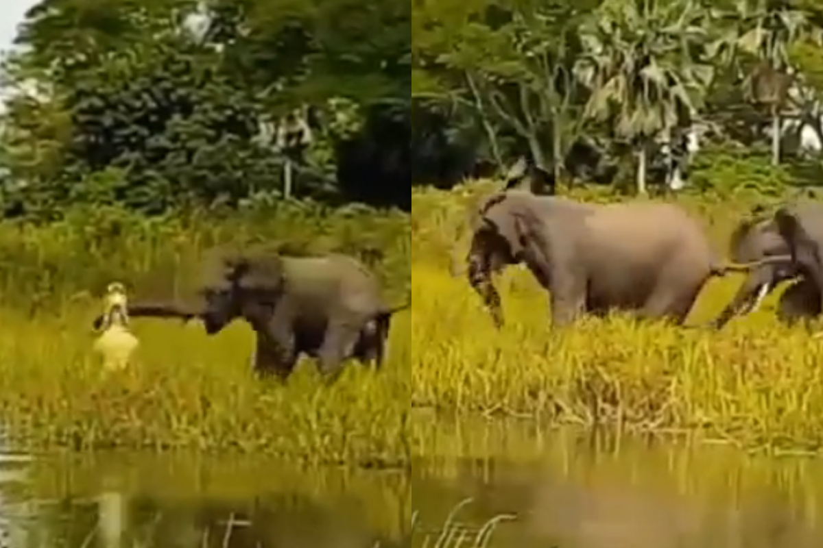 elephant