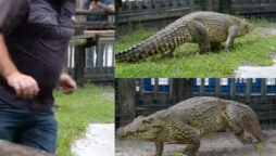 Viral Crocodile Video
