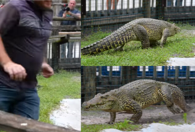 Viral Crocodile Video Is “Most Terrifying Thing” On Internet
