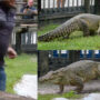 Viral Crocodile Video Is “Most Terrifying Thing” On Internet