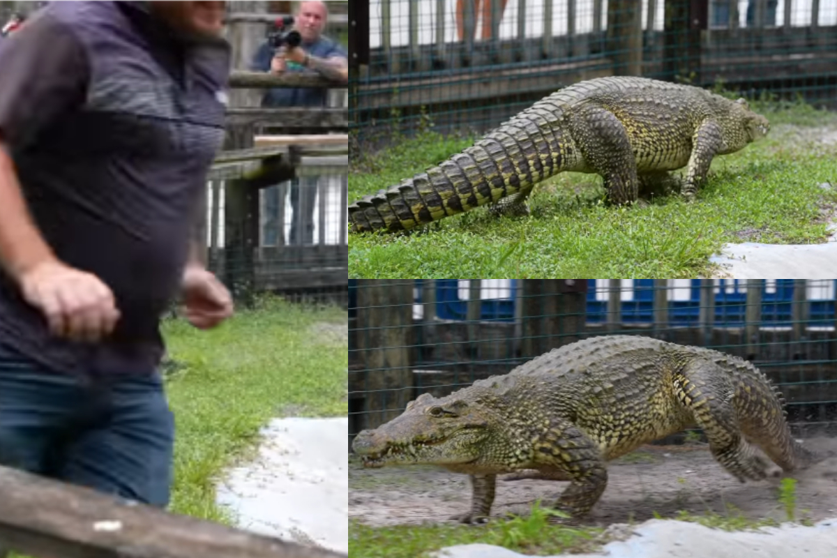 Viral Crocodile Video