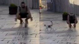 Cat playing a prank on a person, See what happened next