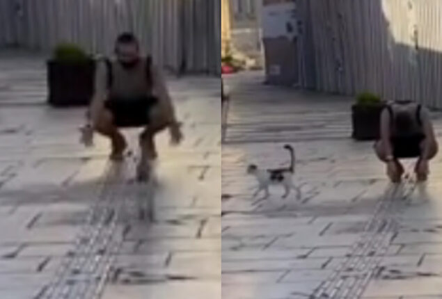 Cat playing a prank on a person, See what happened next