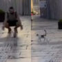 Cat playing a prank on a person, See what happened next
