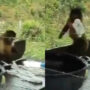 Viral: Monkey washes clothes like professional dhobi