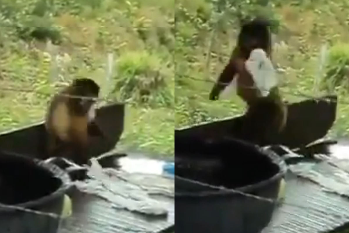 Monkey