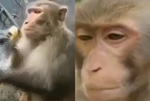 Sad monkey drowns his sorrows like Kabir Singh