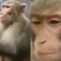 Sad monkey drowns his sorrows like Kabir Singh