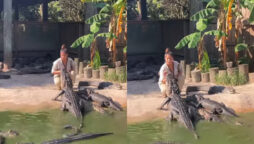 alligators