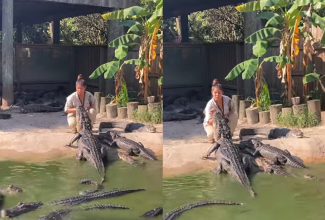 Viral Video: Fearless woman feeds alligators with bare hands