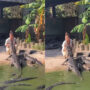 Viral Video: Fearless woman feeds alligators with bare hands