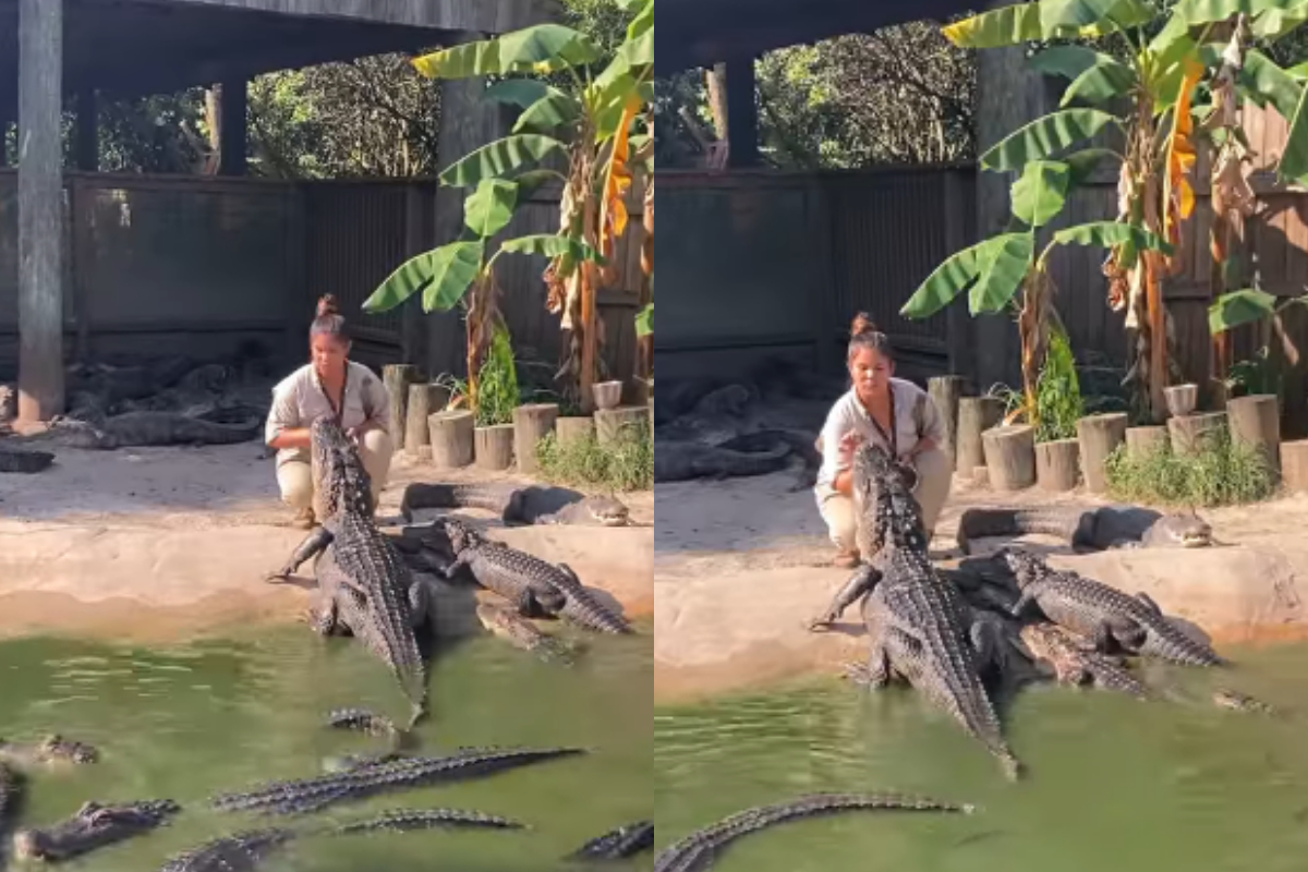 alligators