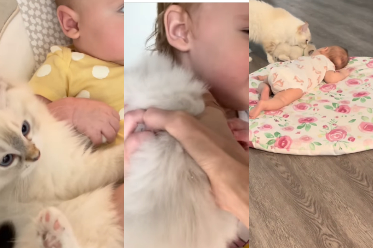 Relationship between baby & some kittens