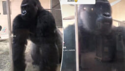Gorilla