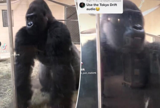 Gorilla amazes visitors – then delights  with its “smooth” movement