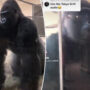 Gorilla amazes visitors – then delights  with its “smooth” movement