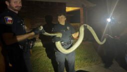 Escaped python caught under parked car in Texas