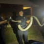 Escaped python caught under parked car in Texas