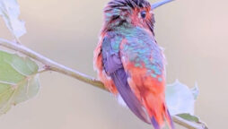 Dazzling hummingbird Viral video has 61 million views