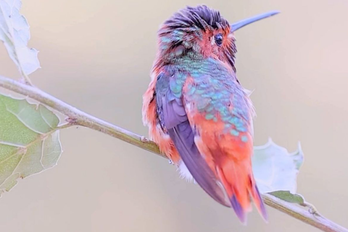 Dazzling hummingbird
