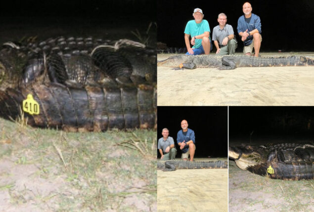 10-foot-2-inch Alligator