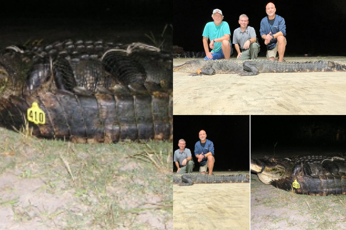 10-foot-2-inch Alligator