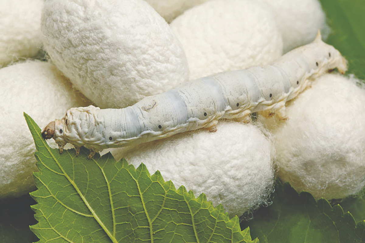 Silk offers environmentallyfriendly solution