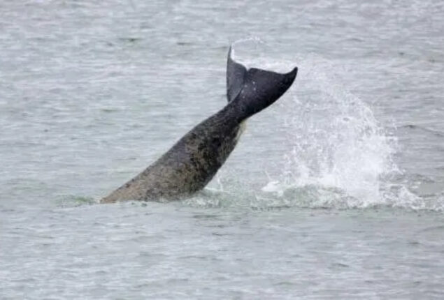 French whale: Lost mammal trapped in the seine to get the vitamin boost