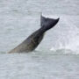 French whale: Lost mammal trapped in the seine to get the vitamin boost