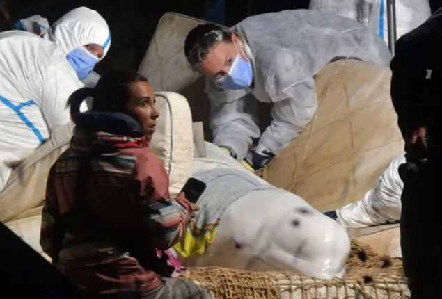 French authorities claim the beluga whale they saved from the Seine River was killed while in transit