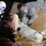 French authorities claim the beluga whale they saved from the Seine River was killed while in transit