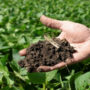 Urea sales expected to drop by 37%