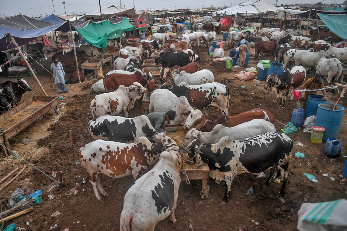 Lumpy skin disease in Thar