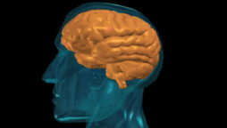 No signs of shrinking in human brain