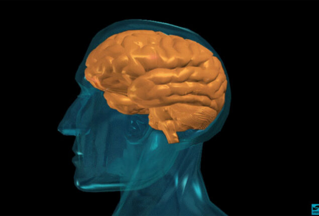 No signs of shrinking in human brain: Study