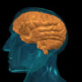 No signs of shrinking in human brain: Study