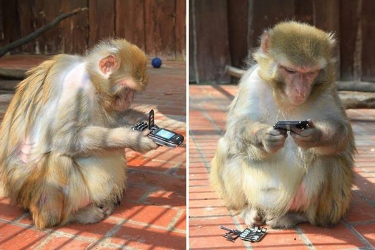 Monkey call a cops from a zoo in California