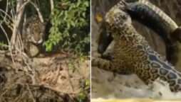 A jaguar incredibly hunting a crocodile goes viral